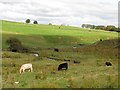 Netherton Burn