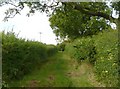 Honeysuckle Lane, Offley