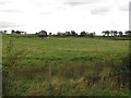 Grassland on Law Hill