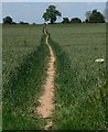 Footpath across the fields