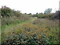 Darras Hall Grassland