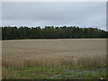 NJ6746 : Farmland looking towards Posties Wood by JThomas