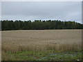 Farmland looking towards Posties Wood