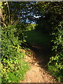 Arch in the Hedge