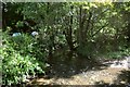 Upstream on the river Caen from the ford near Stocklands Lane