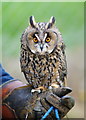 TQ3643 : Long-eared Owl at the British Wildlife Centre, Newchapel, Surrey by Peter Trimming