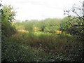 Granllyn Pool Nature Reserve