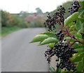 Elderberries along the Lubbesthorpe Bridle Road