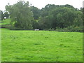 Grazing meadow with cattle trough