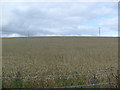 Farmland near Sunnyside