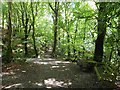 H1796 : Gortletteragh Wood by Kenneth  Allen