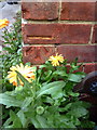 Marigolds and a benchmark at #16 Saxton Road