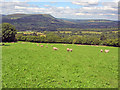 Sheep pasture on The Arwallt