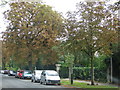 Autumn in Pittville Circus Road