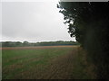 Greensand Way beside Roughstocks Wood