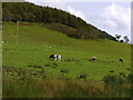 SH7309 : Grazing by Ty'n-y-llechwedd farm by Nigel Brown