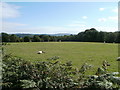 Grazing sheep in a field adjacent to Usk Road