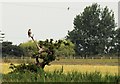 SD3708 : Buzzard on dead tree by Galatas