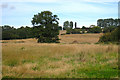 Fields to East of Ulcombe