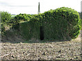 Overgrown pillbox on the Staple Road