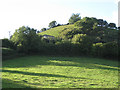 Vineyard on a sunny hillside