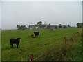 Cattle at East Bonhard Farm