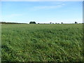 Farmland, Castlehill