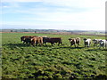 Grazing land, Northburnhill