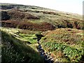 Tributary of the River West Allen