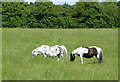 Ponies grazing near Stoke Golding, Leicestershire