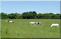 Ponies grazing near Stoke Golding, Leicestershire