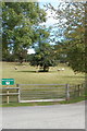 Sheep, Great House Farm, Gwehelog