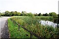 Reeds at Seamer Pond