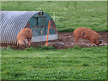 TQ2018 : Pigs near Wychwood Farm Cottages by Simon Carey