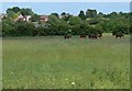 Horses grazing south of Loughborough