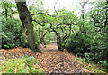 Looking away from the top of the Long Walk