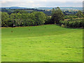 Meadow near The Court