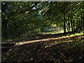 Path among the trees next Netherlee playing fields