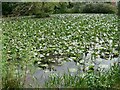 Pond near Southmeads Close