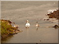 Lamlash: swan and cygnets at mouth of stream