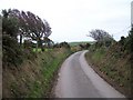 Windswept trees at a bend in the road above Ysgubor Hen