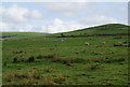 Sheep grazing below The Hile