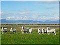 Curious Sheep