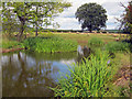 Pond at Gelli Farm