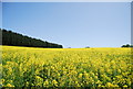 Oilseed rape north of the A2