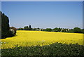 Large field of oilseed rape