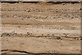 NJ1069 : Detail of Sandstone by Anne Burgess