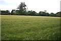 Barley, Wyphurst Home Farm