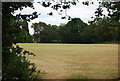 Countryside north of Cranleigh