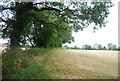 Hedge along the edge of a field near Cranleigh